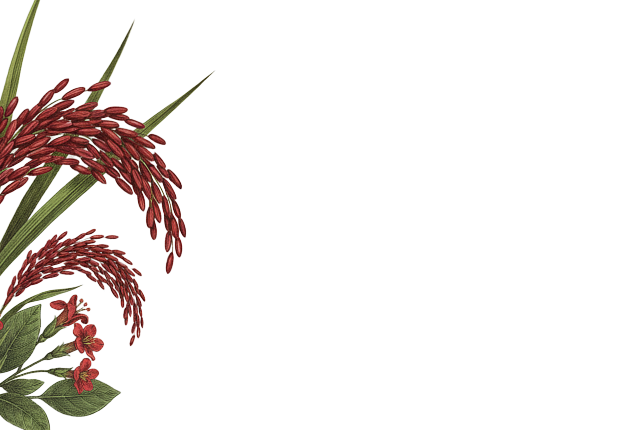 生態米禮盒元素1