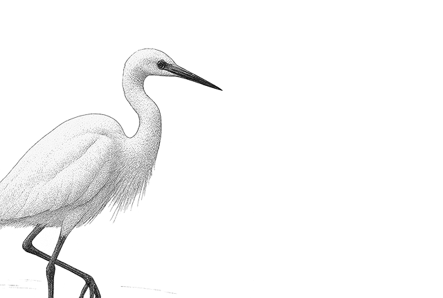 生態米禮盒元素3